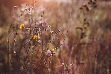 Autumn wild grass and flowers on a meadow in the rays of the golden hour sun. Seasonal romantic artistic vintage autumn field landscape wildlife background with morning sunlight