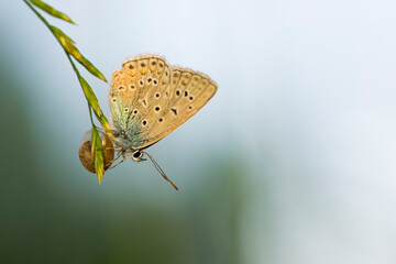Beautiful Polyommatus icarus on the summer meadow. The side view of a blue butterfly. Insect with pattern wings. macro photo of nature. isolated on light background, place for text