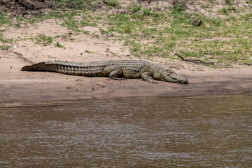 African crocodile basking in the sun on the river bank 
