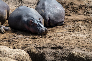 hippos on vacation near the river with a large family with offspring