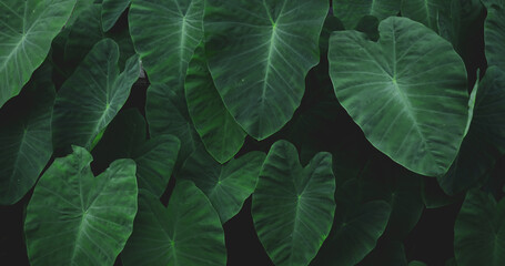 Natural background of green Elephant Ear leaf with vintage filter