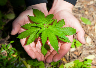 Cannabis. bush marijuana on blurred background. bush cannabis on the palm. male hands are holding a hemp bush, a twig on the palms. culture, medicine and hemp products, ecology, green leaves