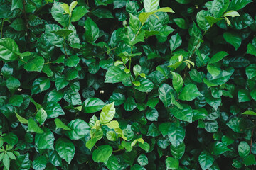 Fototapeta premium Natural background of green leaves with vintage filter