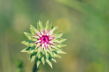 Pink thistle flower close-up with green prickly petals on the background of a blurred summer meadow. Background.