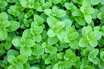 Obraz premium Close up green mint leaves in the garden