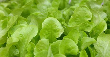 Green lettuce leaves growing on garden bed