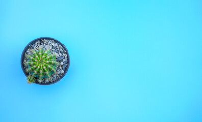 Flat lay view of cactus on blue background with copy space. Minimal style concept. 