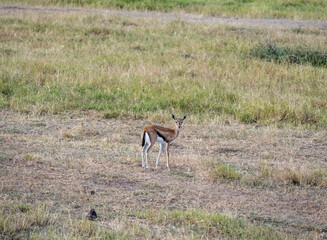 antelope eating juicy green grass in the meadows in the national park