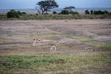 antelope eating juicy green grass in the meadows in the national park