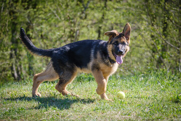 Cute purebred German shepherd puppy