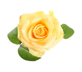 Beautiful yellow rose flower with water drops isolated on white, top view