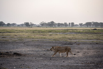 Naklejka premium lions resting in the midday heat and waiting for a cool night to hunt 
