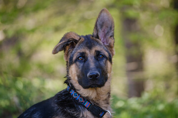 Cute purebred German shepherd puppy