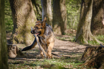 Cute purebred German shepherd puppy