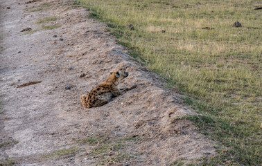 a gray hyena sleeps in a ditch, waiting for the night and night hunting 