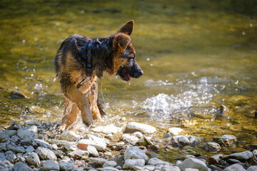 Cute purebred German shepherd puppy