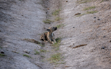 a gray hyena sleeps in a ditch, waiting for the night and night hunting 