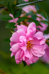 Blooming rose flower
