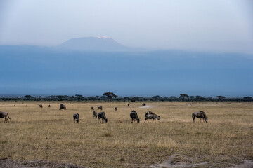 wildebeest grazes peacefully in the green meadows of the national park 