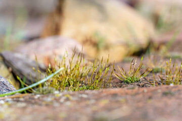 old brick wall with sprouting young grass in the garden