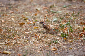 a bird with a wasp in its beak