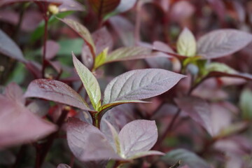Red Aerva Sanguinolenta flower with a natural background