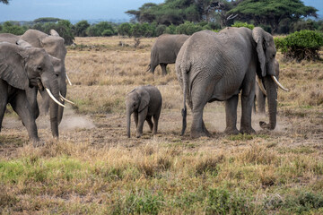 a family of elephants, accompanied by white herons, migrate through green meadows 