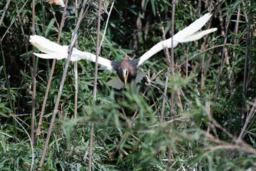 Chinese pond heron flapping in bush