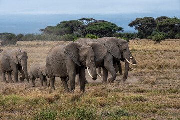 Fototapeta na wymiar a family of elephants, accompanied by white herons, migrate through green meadows 