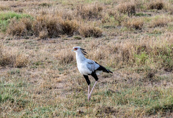 the secretary bird proudly strides on the tall green grass 
