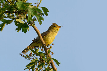 Iicterine warbler (Hippolais icterina)