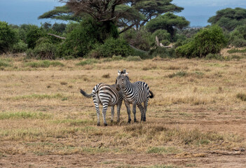Obraz premium playful zebras play with each other while eating in the bush 