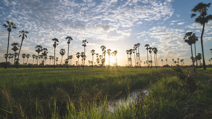 Rice field with sugar plam in 
sunrise time with blue sky background.