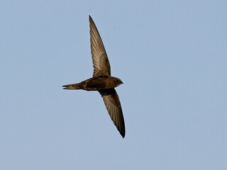 Common swift (Apus apus)