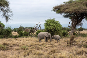 Naklejka premium a family of elephants, accompanied by white herons, migrate through green meadows 