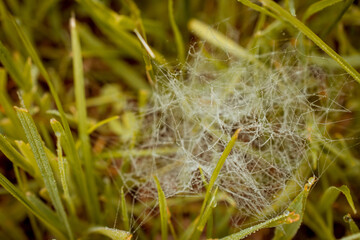 Background image with sparkling dew drops on a blurry grass background with water splashes. horizontal photo. photo of green-yellow toning