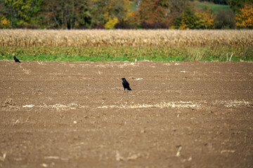 Selective focus shot of a distant black raven standing in an empty field in the countryside