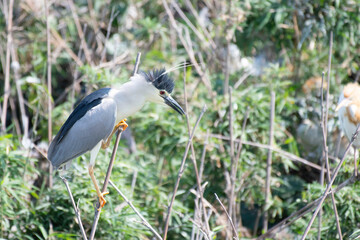 Black-crowned night heron perching in bush