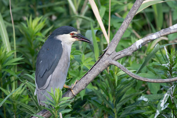 Black-crowned night heron perching in bush