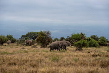 Fototapeta premium a family of elephants, accompanied by white herons, migrate through green meadows 