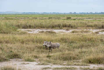 wild boar warthog close-up on a green lawn