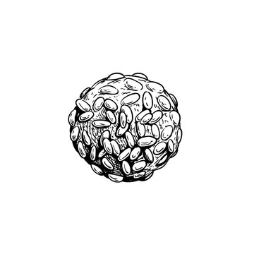 Traditional Italian cookie Pignoli. Italian chips (biscuits). Hand drawn sketch style drawings. Top view. Vector illustration isolated on white background.