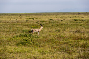 antelope eating juicy green grass in the meadows in the national park