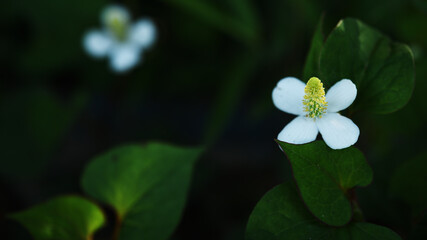 影に咲くドクダミ