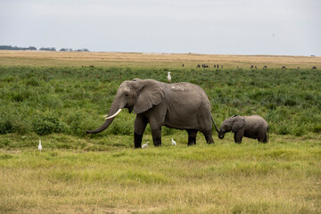 Fototapeta na wymiar a family of elephants, accompanied by white herons, migrate through green meadows 