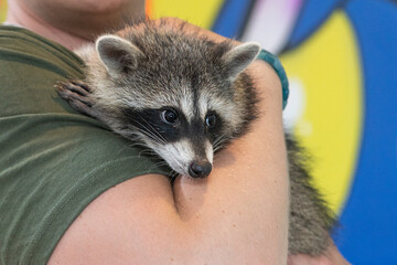 Domestic raccoon in the hands of unrecognisable person. Wild animal