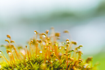background image of green moss in close-up with blurred focus.Sporangia moss on a blurry...