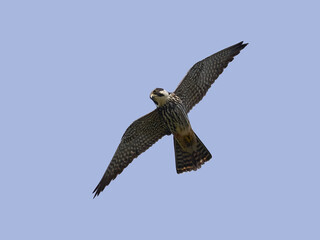 Eurasian hobby (Falco subbuteo)