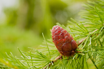 larch cones close-up. Brown cones on a background of green larch needles. Close-up of the opening bud, cones of European larch. sunlight on the cones.