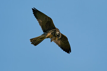 Eurasian hobby (Falco subbuteo)